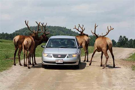 parc omega canada day